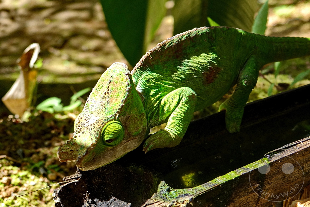 Madagaskar - Anjiro - Réserve Peyrieras - Reptilienpark - Chamäleon - Calumma globifer