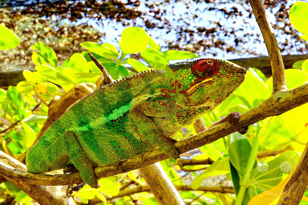 Madagaskar - Anjiro - Réserve Peyrieras - Reptilienpark - Pantherchamäleon