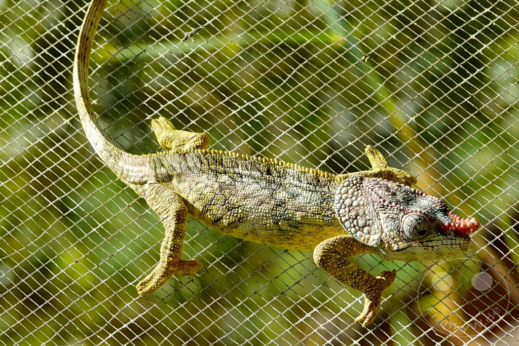 Madagaskar - Anjiro - Réserve Peyrieras - Reptilienpark - Kurzhorn-Chamäleon (Calumma brevicorne)