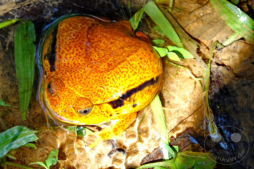 Madagaskar - Anjiro - Réserve Peyrieras - Reptilienpark - Rote Tomatenfrosch (Dyscophus antongilii)