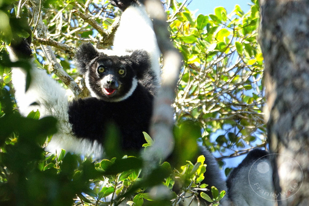 Madagaskar - Andasibe - Nationalpark Réserve spéciale d'Analamazaotra - Lemuren Indri Indri