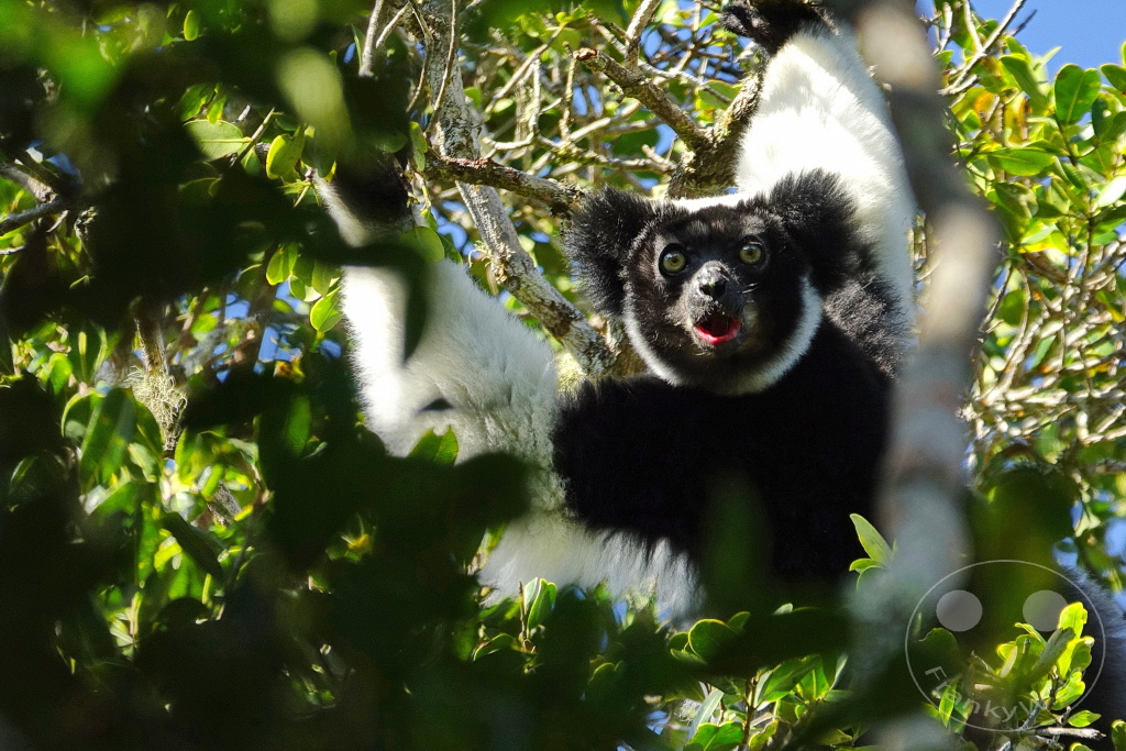 Madagaskar - Andasibe - Nationalpark Réserve spéciale d'Analamazaotra - Lemuren Indri Indri