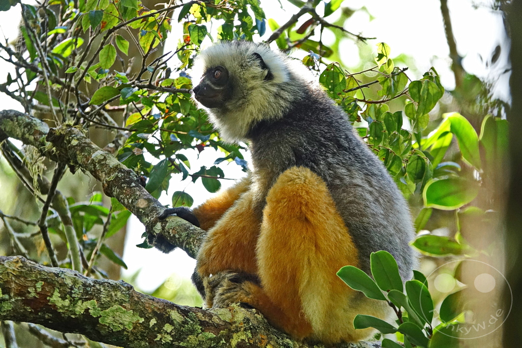 Madagaskar - Andasibe - Nationalpark Réserve spéciale d'Analamazaotra - Lemuren Sifakas