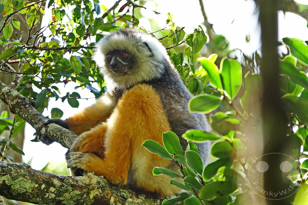 Madagaskar - Andasibe - Nationalpark Réserve spéciale d'Analamazaotra - Lemuren Sifakas