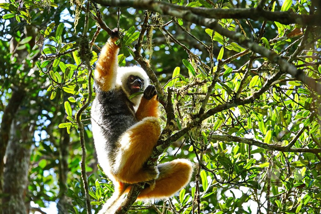 Madagaskar - Andasibe - Nationalpark Réserve spéciale d'Analamazaotra - Lemuren Sifakas