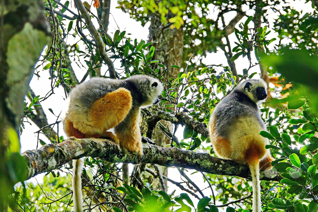 Madagaskar - Andasibe - Nationalpark Réserve spéciale d'Analamazaotra - Lemuren Sifakas