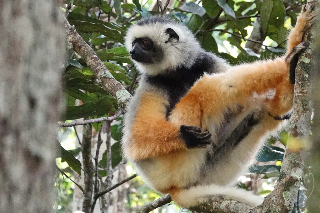 Madagaskar - Andasibe - Nationalpark Réserve spéciale d'Analamazaotra - Lemuren Sifakas