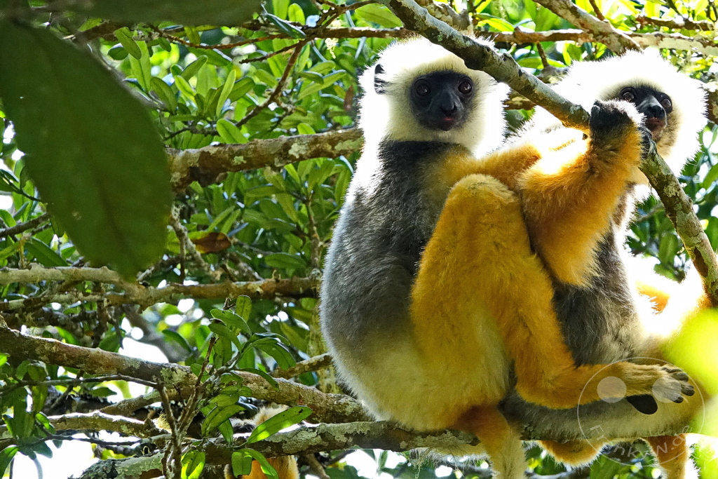 Madagaskar - Andasibe - Nationalpark Réserve spéciale d'Analamazaotra - Lemuren Sifakas