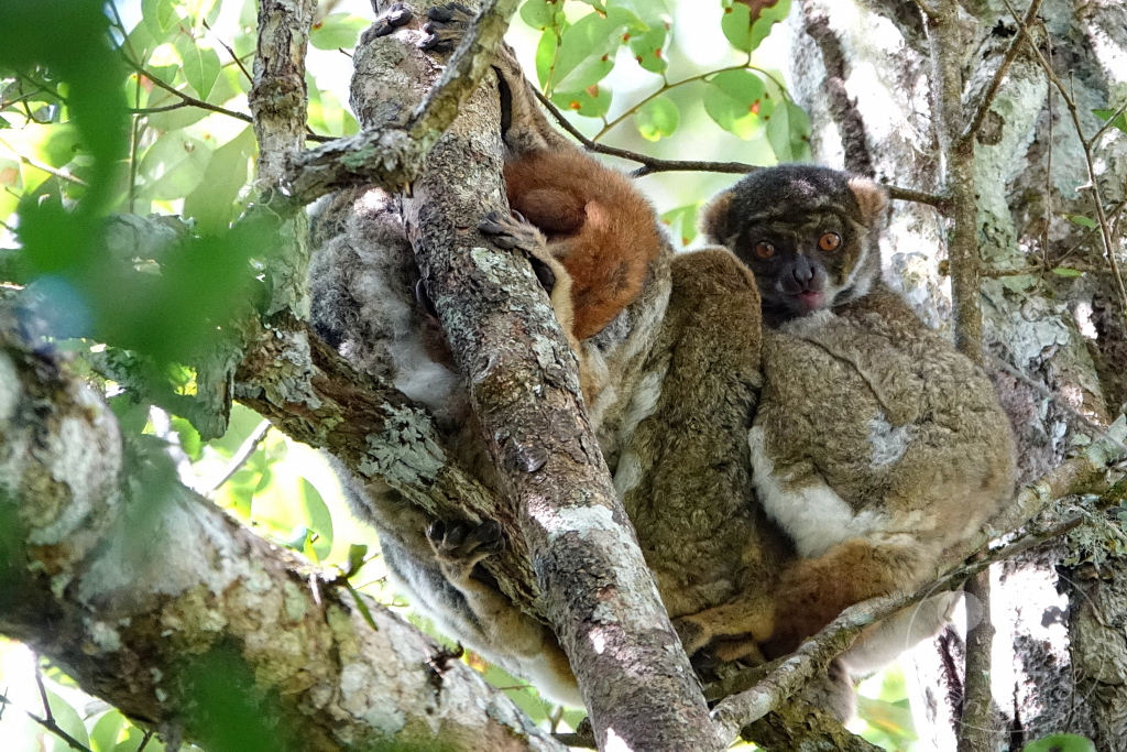 Madagaskar - Andasibe - Nationalpark Réserve spéciale d'Analamazaotra - Lemuren Wollmakis