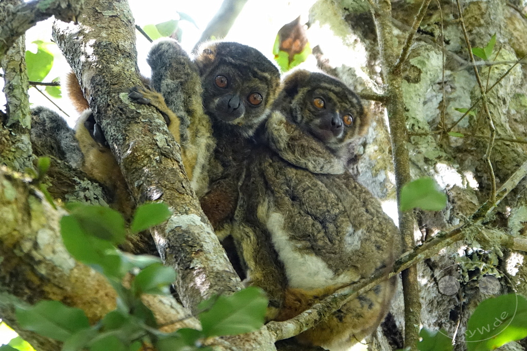 Madagaskar - Andasibe - Nationalpark Réserve spéciale d'Analamazaotra - Lemuren Wollmakis