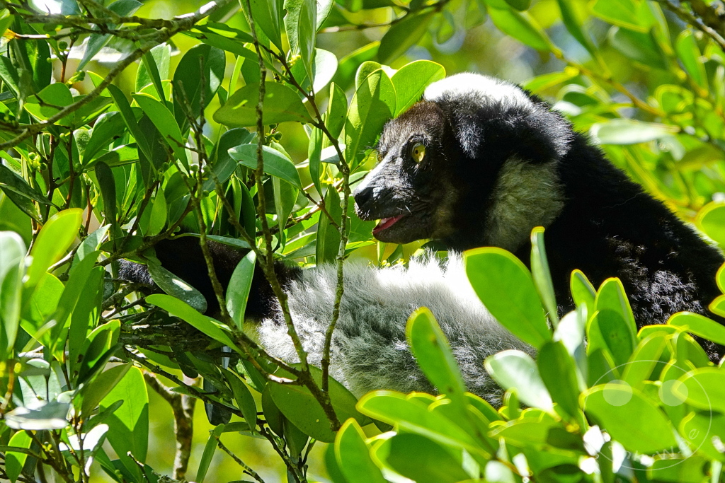 Madagaskar - Andasibe - Nationalpark Réserve spéciale d'Analamazaotra - Lemuren Indri Indri