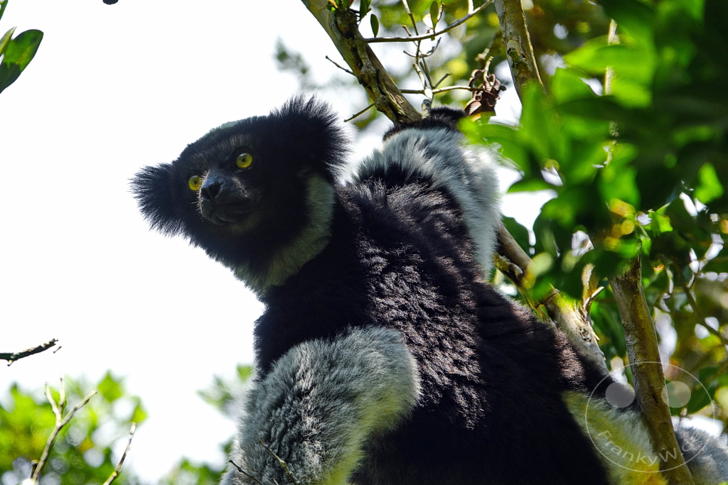 Madagaskar - Andasibe - Nationalpark Réserve spéciale d'Analamazaotra - Lemuren Indri Indri
