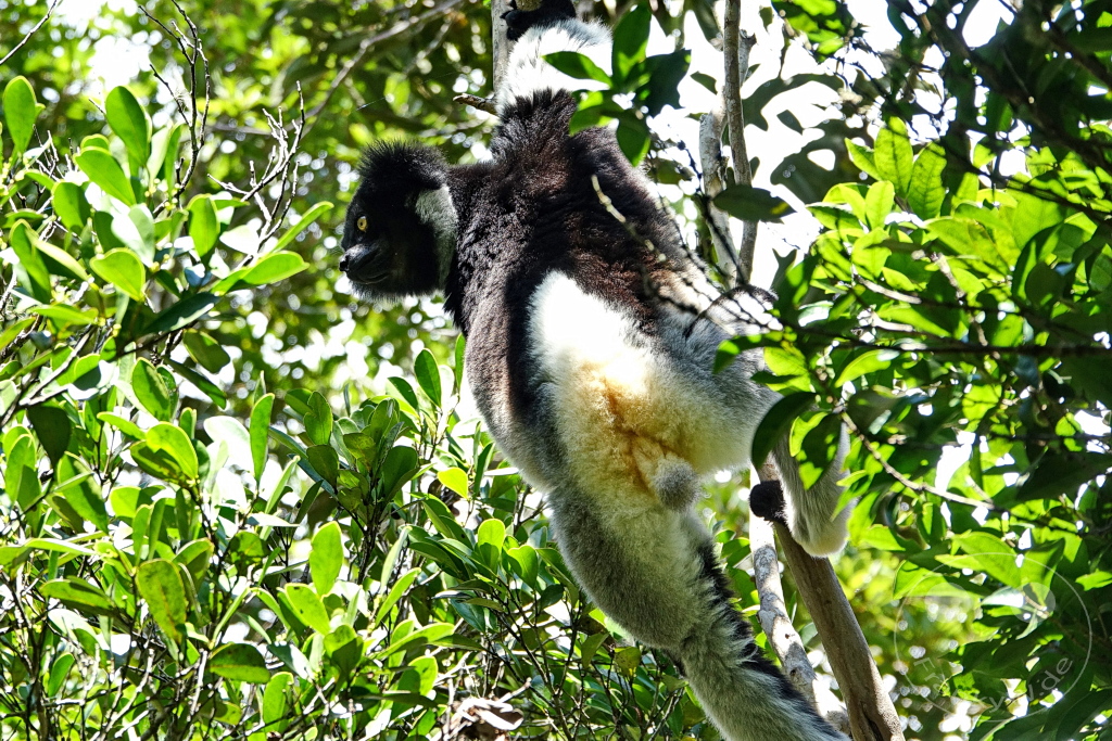 Madagaskar - Andasibe - Nationalpark Réserve spéciale d'Analamazaotra - Lemuren Indri Indri