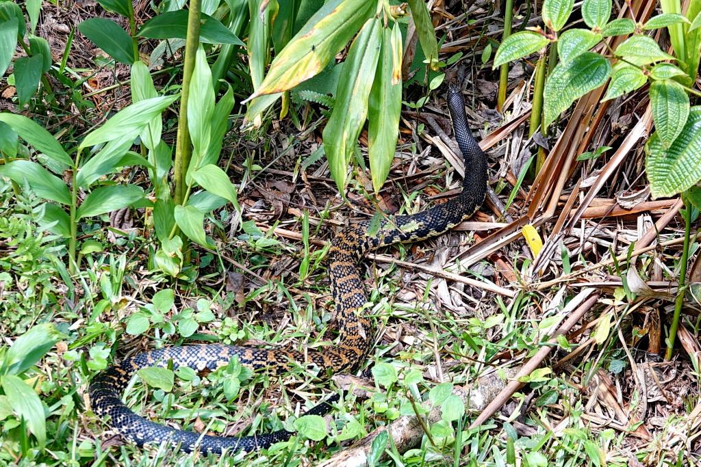 Madagaskar - Andasibe - Nationalpark Réserve spéciale d'Analamazaotra - Madagaskar-Hakennasennatter (Leioheterodon madagascariensis)