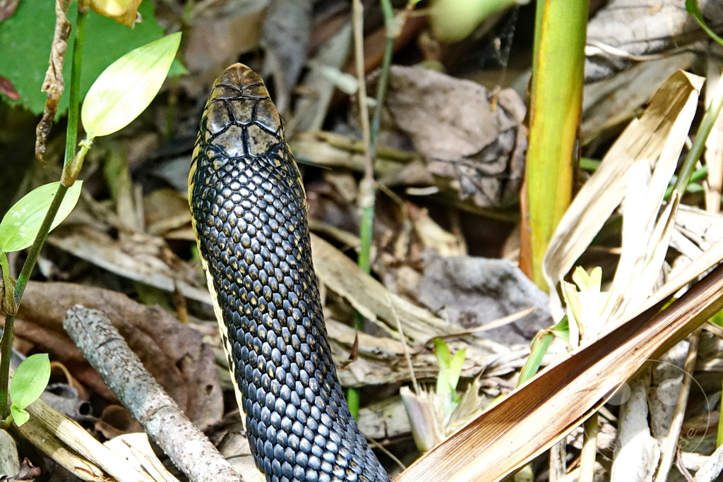 Madagaskar - Andasibe - Nationalpark Réserve spéciale d'Analamazaotra - Madagaskar-Hakennasennatter (Leioheterodon madagascariensis)