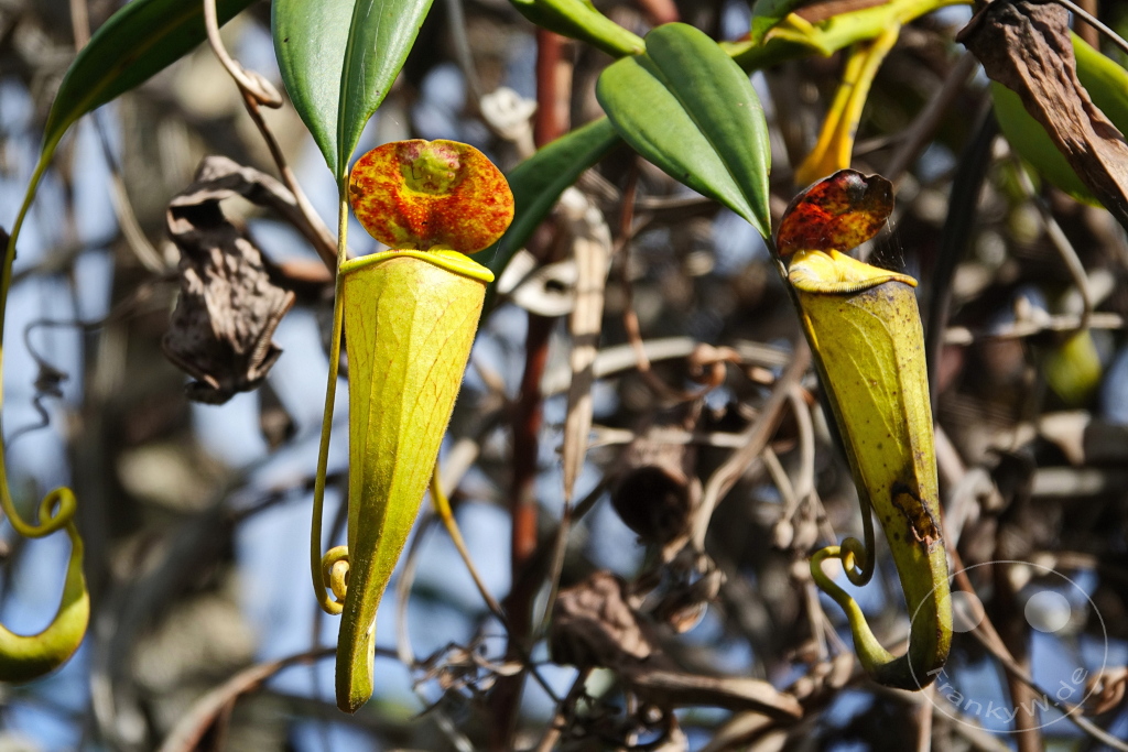 Madagaskar - Palmarium Reserve - Nepenthes Kanne - Fleischfressende Pflanze
