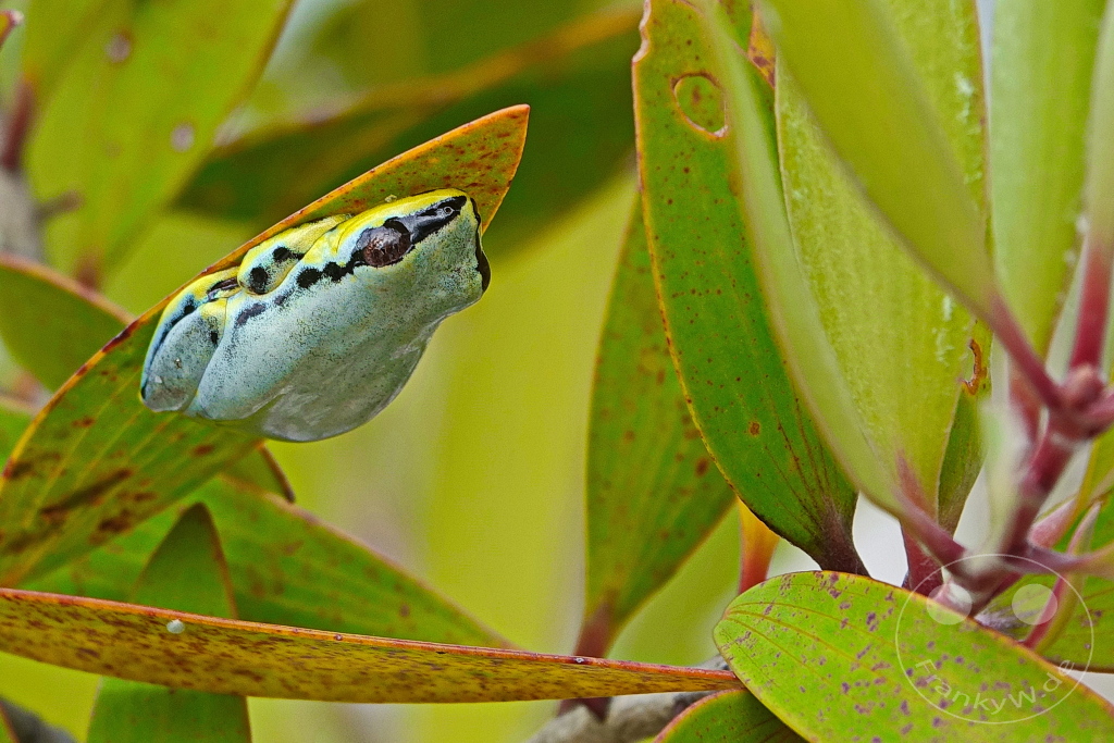 Madagaskar - Palmarium Reserve - Madagaskar-Riedfrosch