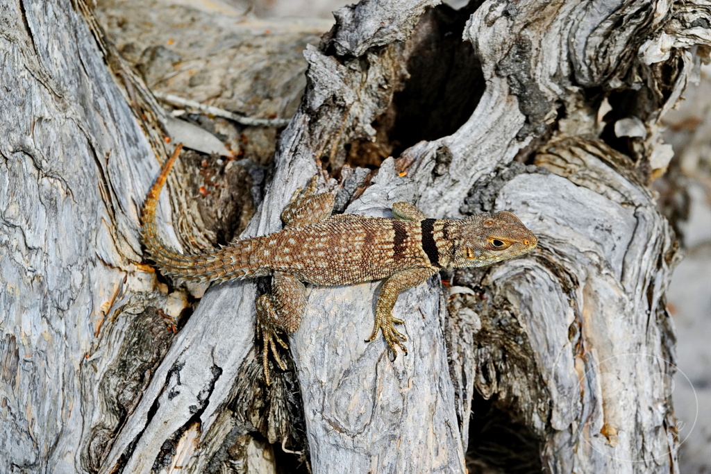 Madagaskar - Palmarium Reserve - Madagaskar-Stachelschwanzleguan
