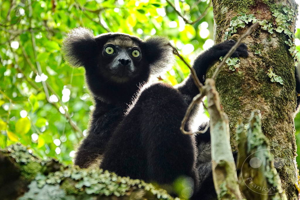 Madagaskar - Palmarium Reserve - Lemuren Indri Indri