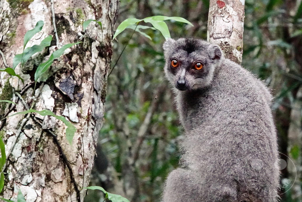 Madagaskar - Palmarium Reserve - Lemuren Kronenmaki