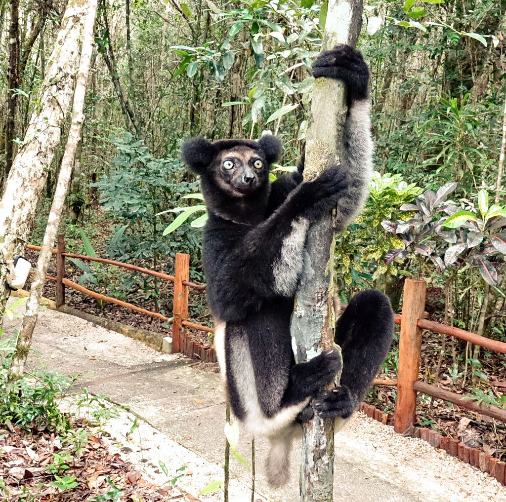 Madagaskar - Palmarium Reserve - Lemuren Indri Indri
