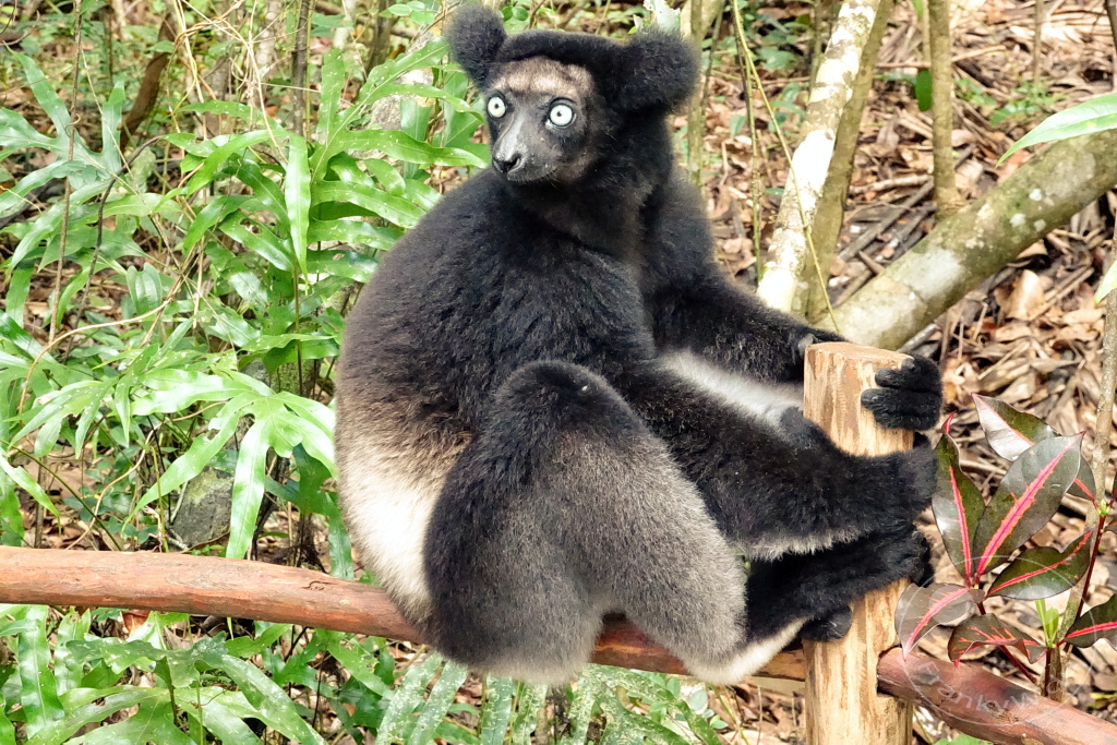 Madagaskar - Palmarium Reserve - Lemuren Indri Indri