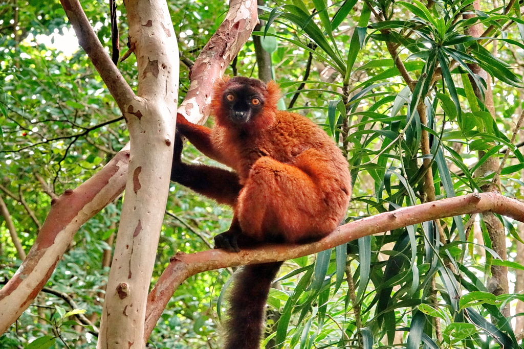 Madagaskar - Palmarium Reserve - Lemuren Roter Vari