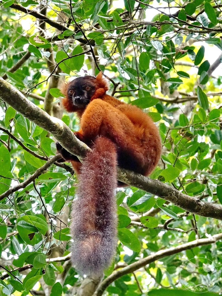 Madagaskar - Palmarium Reserve - Lemuren Roter Vari
