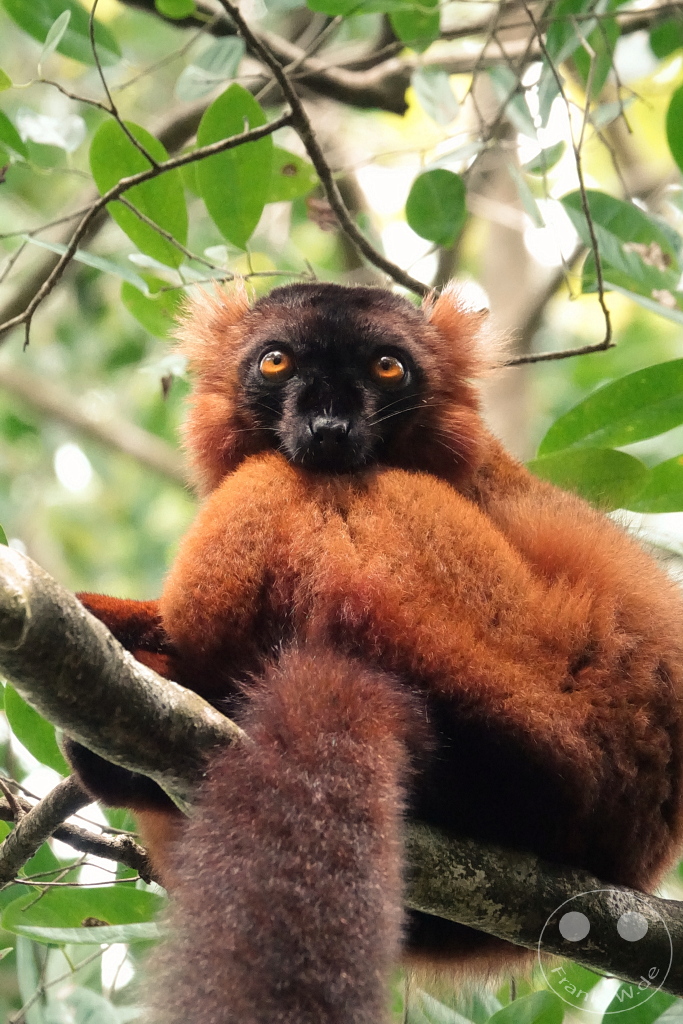Madagaskar - Palmarium Reserve - Lemuren Roter Vari