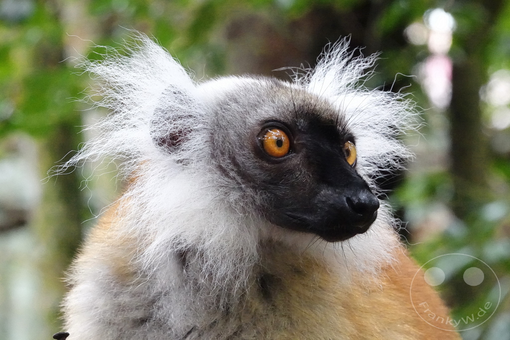 Madagaskar - Palmarium Reserve - Lemuren Mohrenmaki (Eulemur macaco)