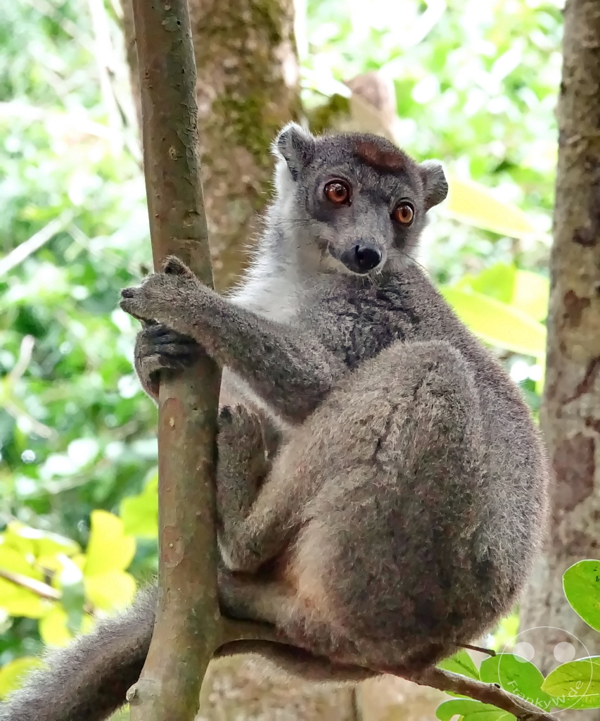 Madagaskar - Palmarium Reserve - Lemuren Kronenmaki