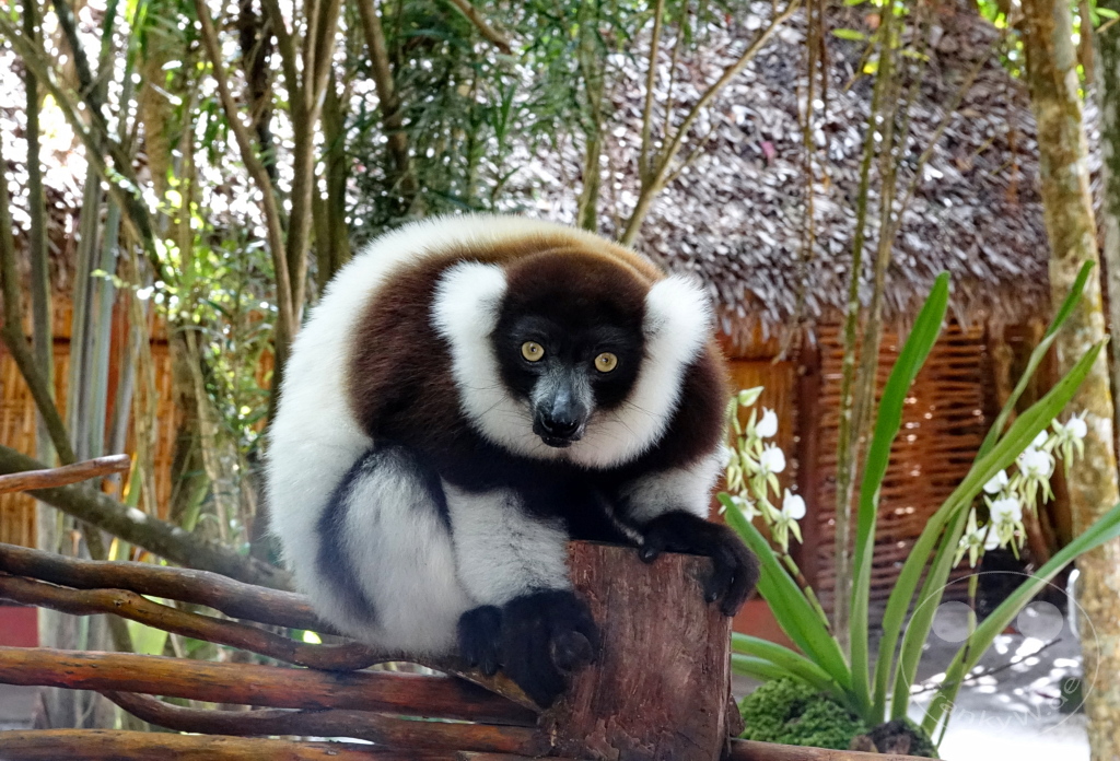 Madagaskar - Palmarium Reserve - Lemuren Schwarzweißer Vari (Varecia variegata)