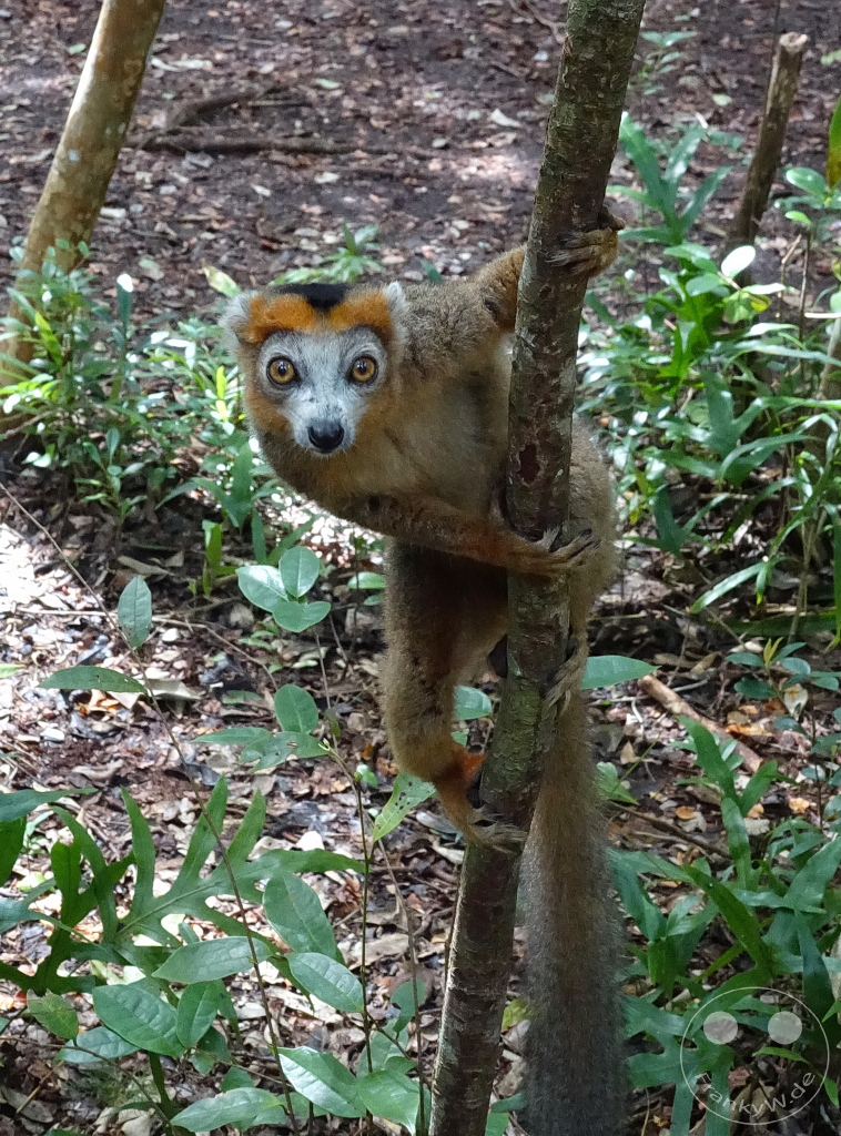 Madagaskar - Palmarium Reserve - Lemuren Kronenmaki