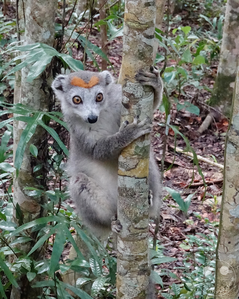 Madagaskar - Palmarium Reserve - Lemuren Kronenmaki