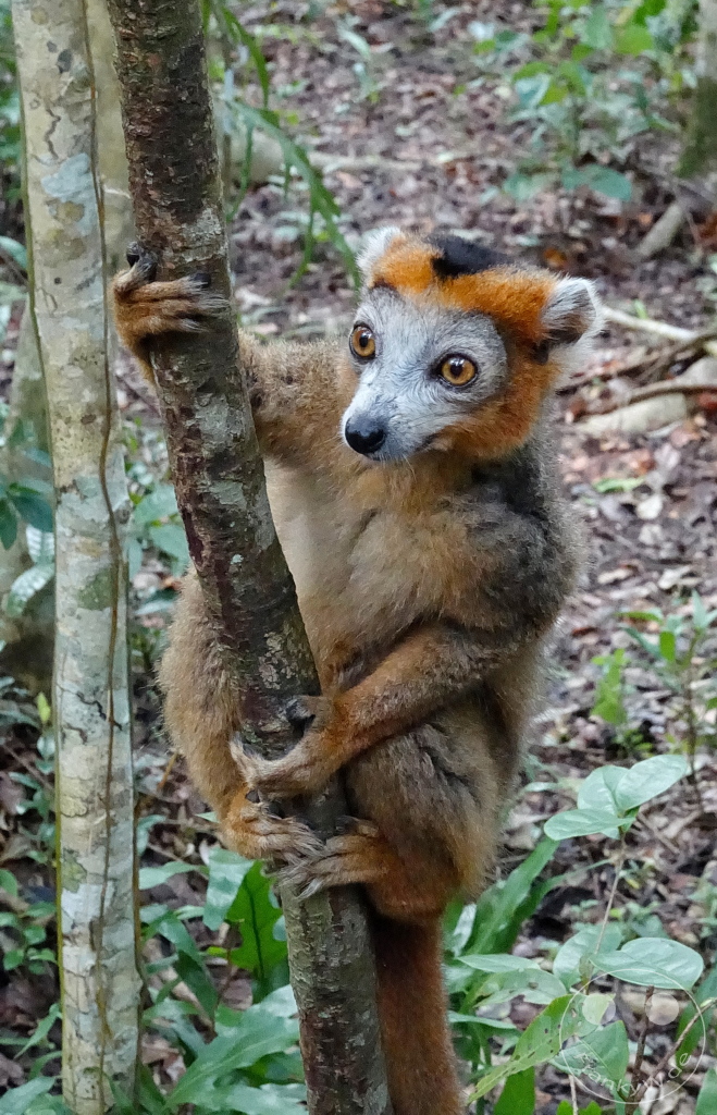 Madagaskar - Palmarium Reserve - Lemuren Kronenmaki