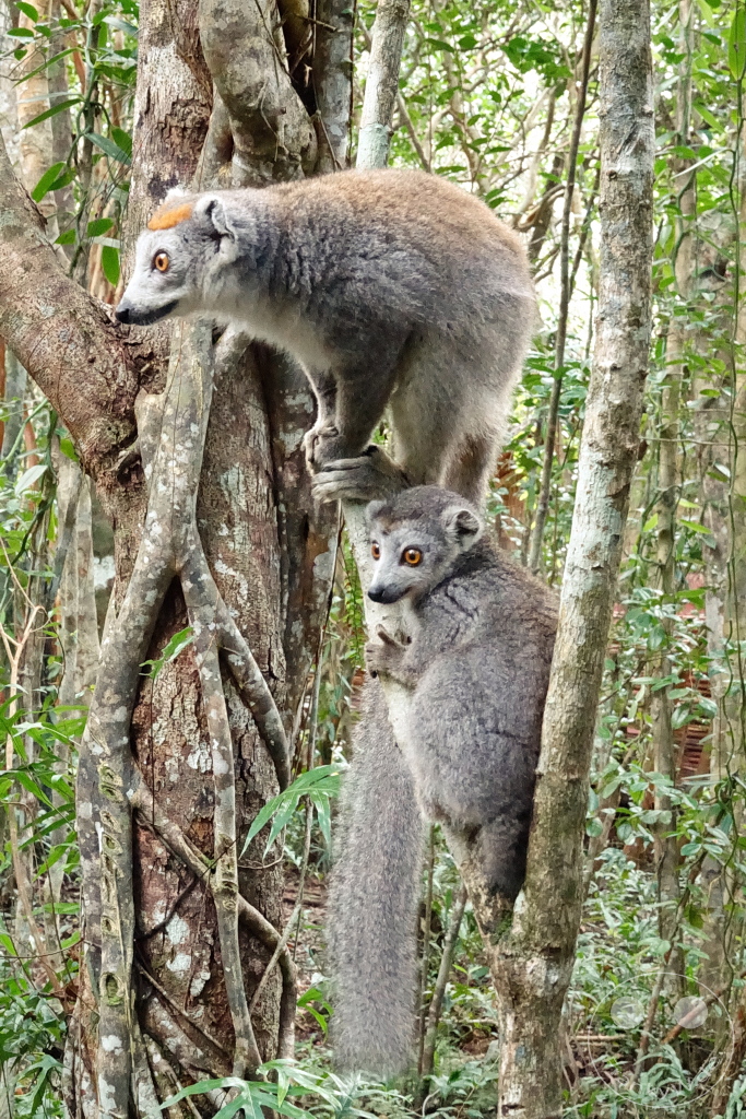 Madagaskar - Palmarium Reserve - Lemuren Kronenmaki