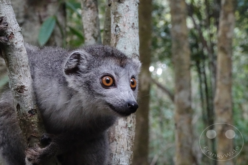 Madagaskar - Palmarium Reserve - Lemuren Kronenmaki