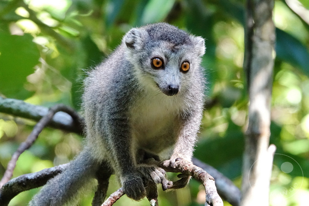 Madagaskar - Palmarium Reserve - Lemuren Kronenmaki