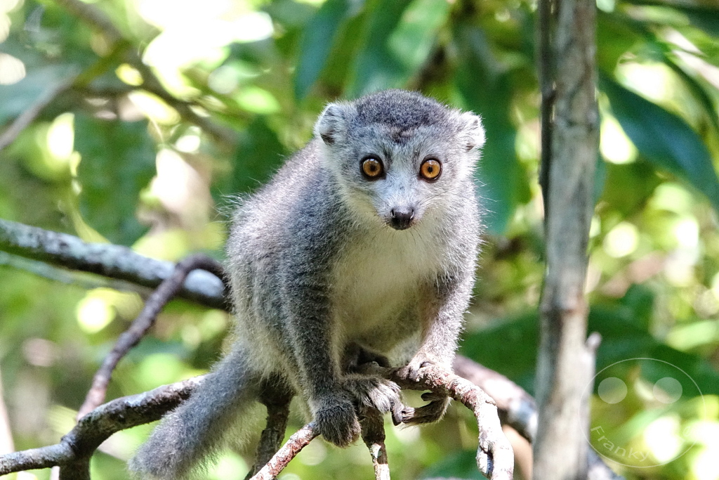 Madagaskar - Palmarium Reserve - Lemuren Kronenmaki