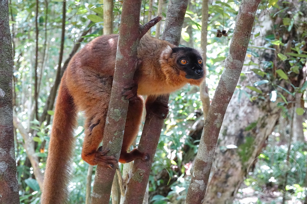 Madagaskar - Palmarium Reserve - Lemuren Brauner Maki