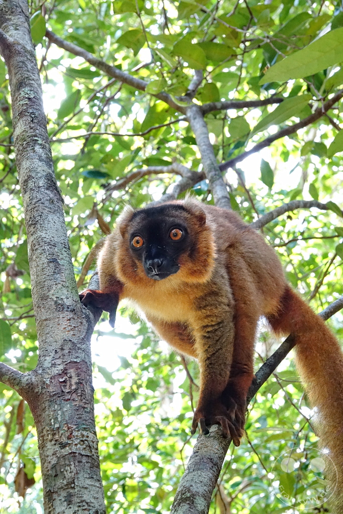 Madagaskar - Palmarium Reserve - Lemuren Brauner Maki