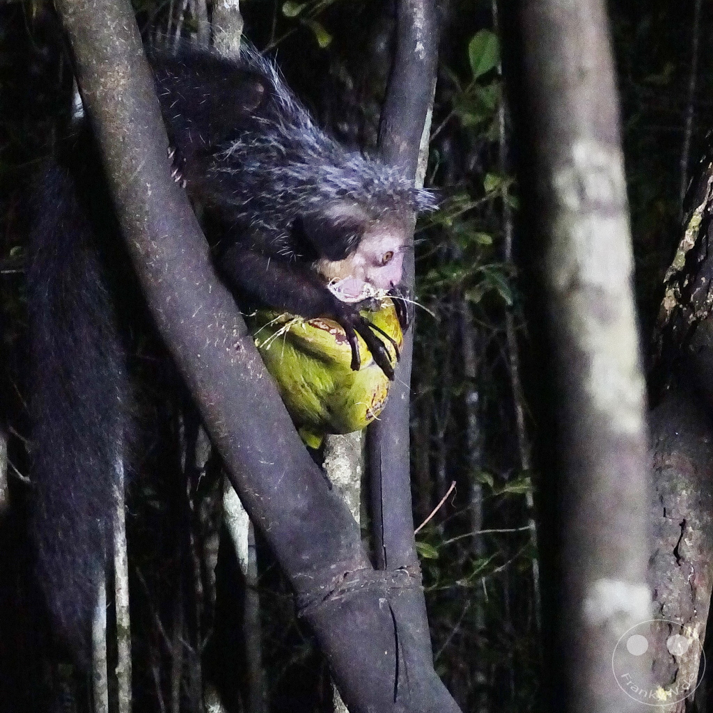 Madagaskar - Aye-aye Island - Fingertier - Lemur Aye-Aye (Daubentonia madagascariensis)