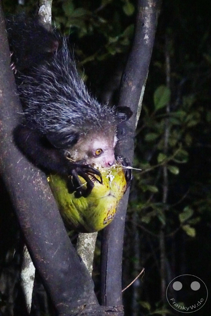 Madagaskar - Aye-aye Island - Fingertier - Lemur Aye-Aye (Daubentonia madagascariensis)