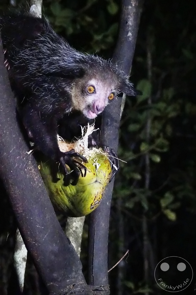 Madagaskar - Aye-aye Island - Fingertier - Lemur Aye-Aye (Daubentonia madagascariensis)