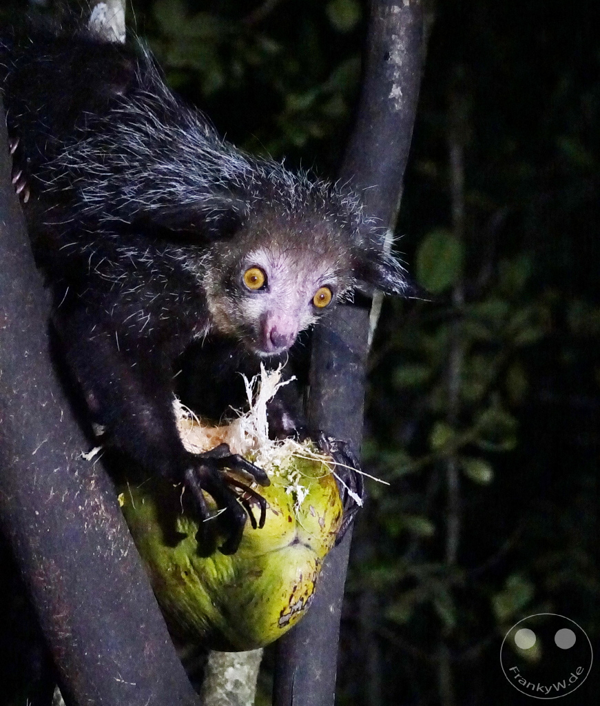 Madagaskar - Aye-aye Island - Fingertier - Lemur Aye-Aye (Daubentonia madagascariensis)