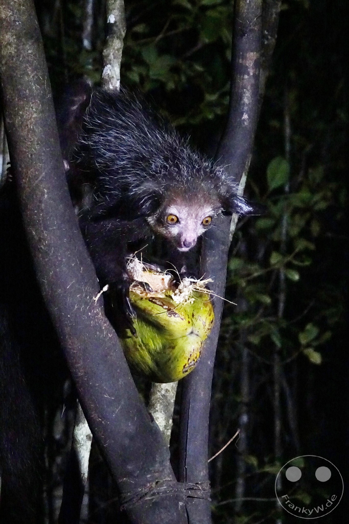 Madagaskar - Aye-aye Island - Fingertier - Lemur Aye-Aye (Daubentonia madagascariensis)