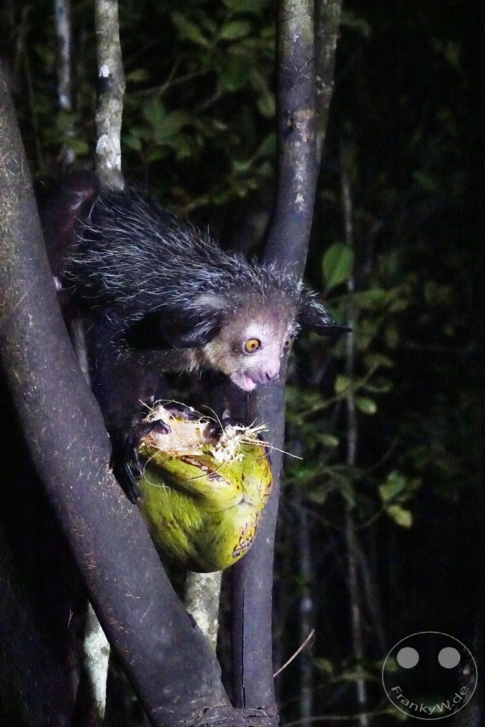 Madagaskar - Aye-aye Island - Fingertier - Lemur Aye-Aye (Daubentonia madagascariensis)