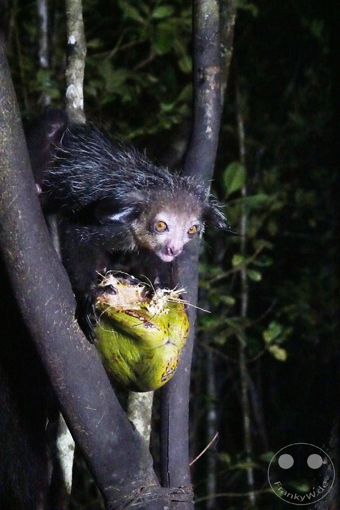 Madagaskar - Aye-aye Island - Fingertier - Lemur Aye-Aye (Daubentonia madagascariensis)