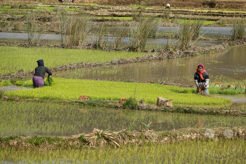 Madagaskar - Manandoana - Streetlife - Reisfelder - Reis pflanzen