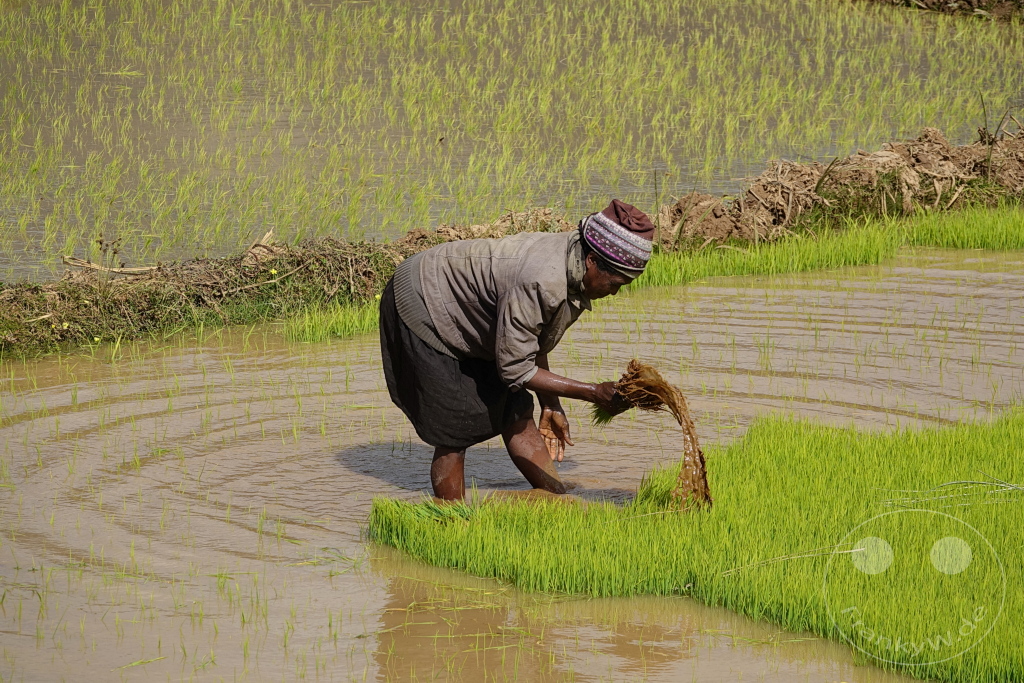 Madagaskar - Manandoana - Streetlife - Reisfelder - Reis pflanzen